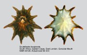 Scutellastra longicosta